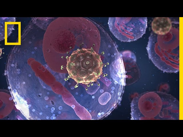AIDS 101 | National Geographic