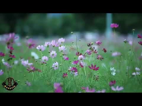 Xalweyste Heestii Waayaha