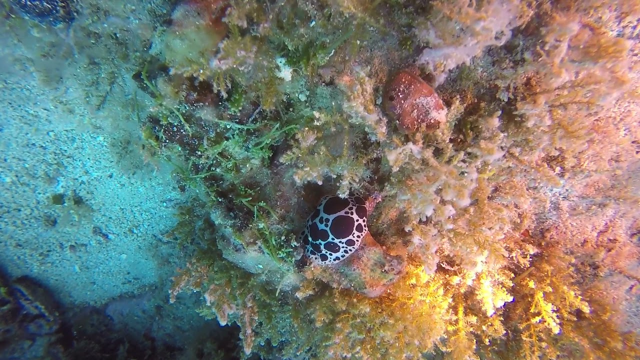 Dotted Sea Slug - Peltodoris atromaculata - Leopardenschnecke