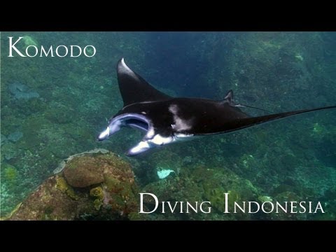 Diving Komodo Indonesia on the Queen Scuba