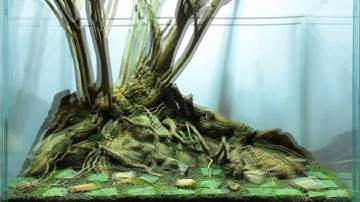 Lonely Tree timelapse video