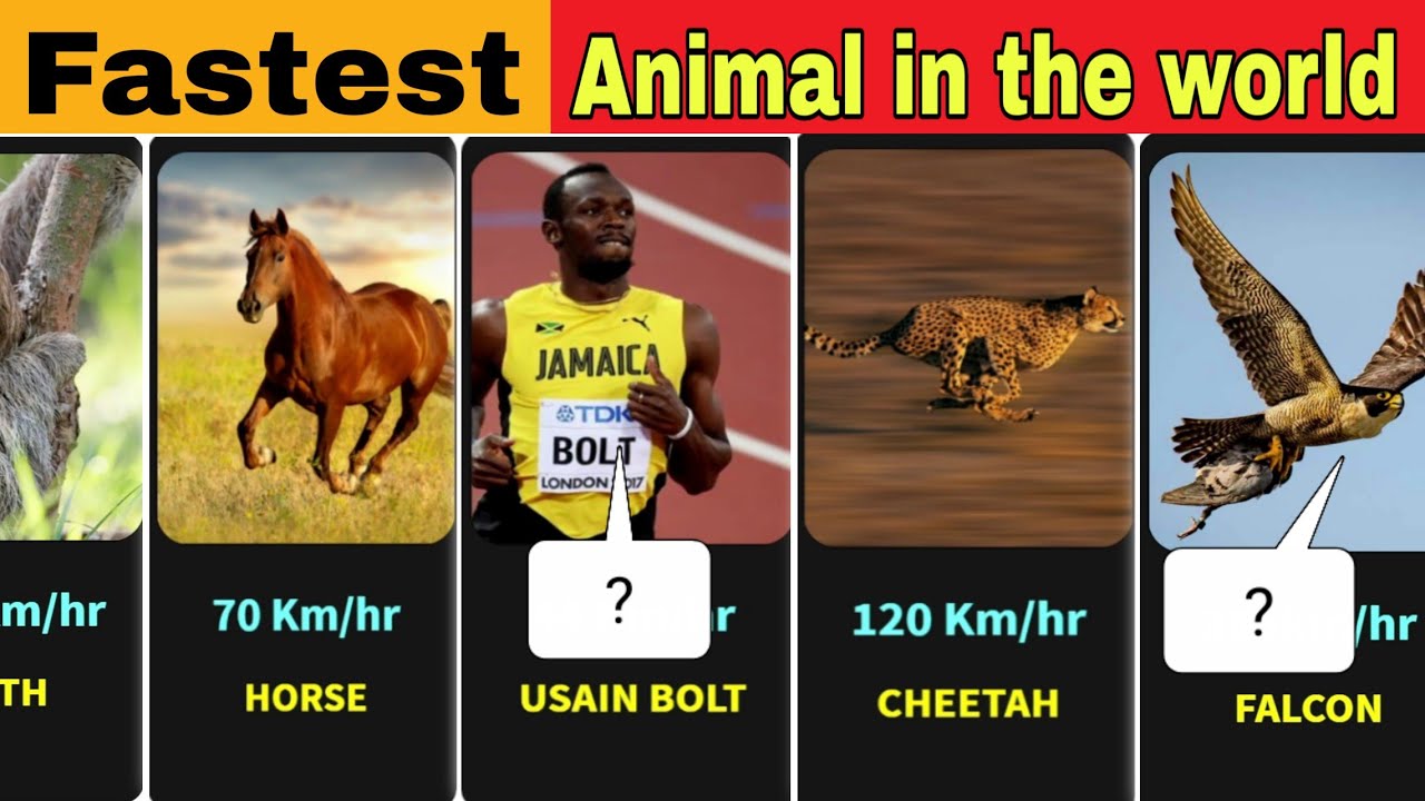 Comparisions : Slowest To Fastest Animal Speed | Usain Bolt vs Cheetah
