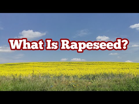 Video: Hvad Er Rapsfrø?