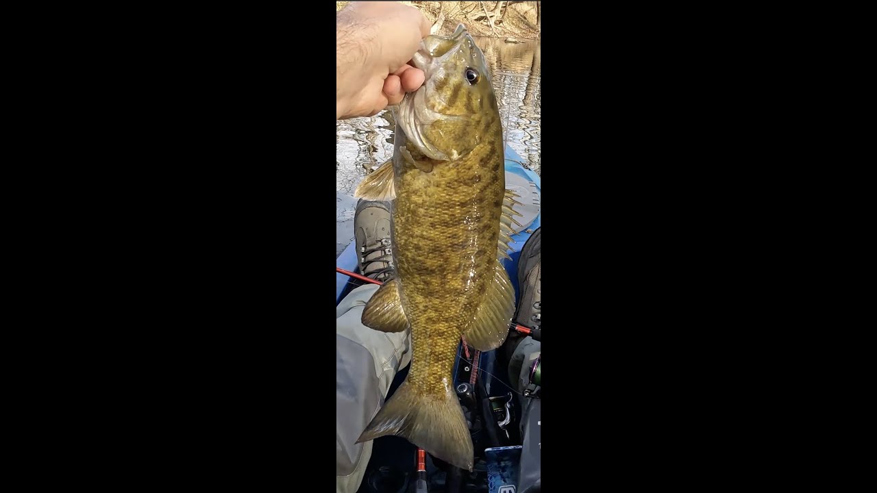 Caught 11 smallmouth and 2 pike on the Great Miami River. YouTube