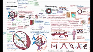 Anatomía. Curso Completo. Tema 7. Sistema cardiovascular