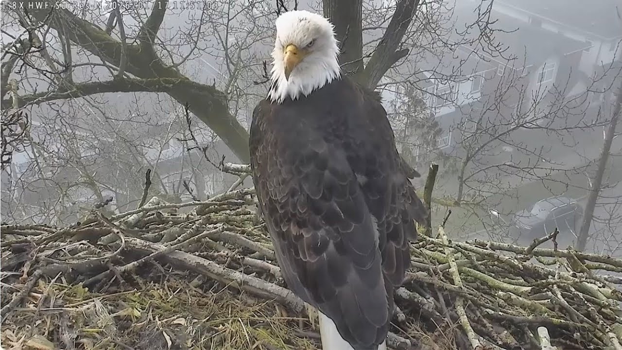 Surrey Reserve featuring a young eagle -Highlights of the visit to the nest -January 17, 2026