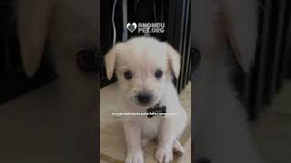 Filhote De Chihuahua Cresce E Não Era O Que Esperavam