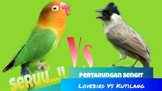 Seruu..!! Pertarungan Lovebird Vs Kutilang..