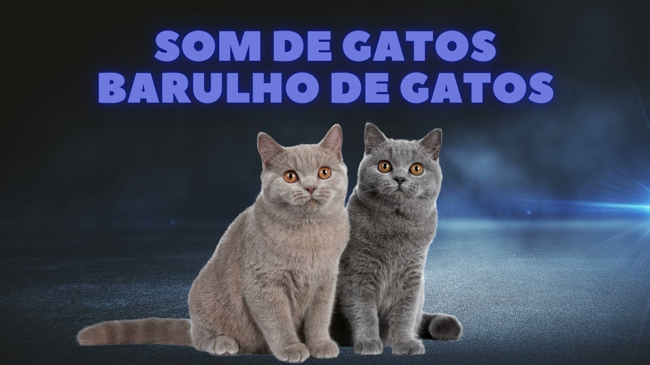 SOM DE ANIMAIS – SOM DE GATO, BARULHO DE GATO, AUDIO DE GATO, EFEITO SONORO DE GATO