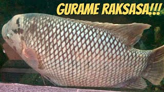 Megatank Dijajah Gurame Monster!! || Giant Gourami