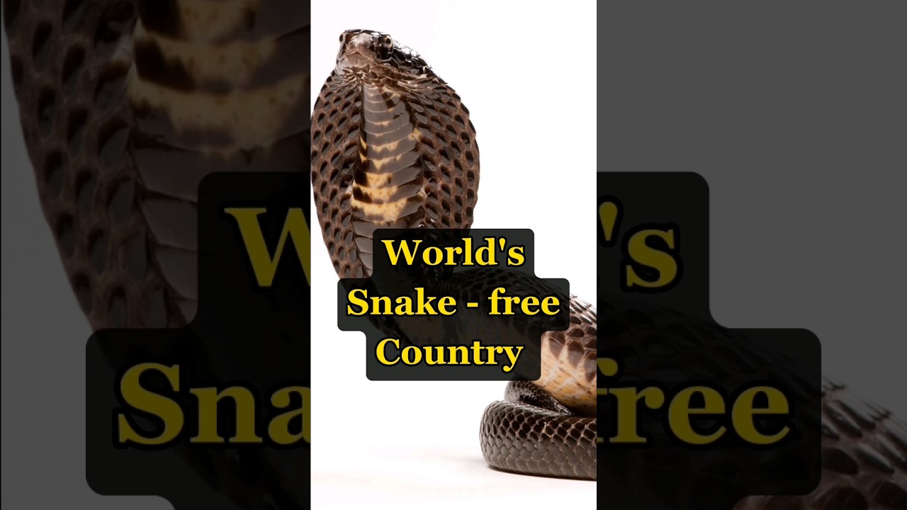 world's Snake - Free Country