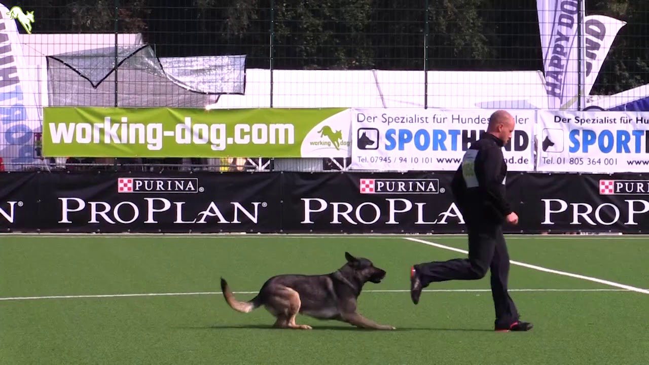 knpv berger hollandais Quinn vom Wieratal - SV Bundessiegerprüfung 2017 - B