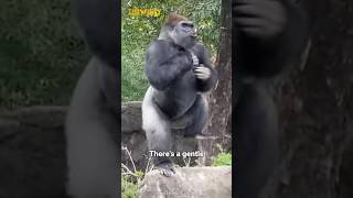 King of the Gorilla 🦍 | Eastern Gorilla | Gorillas life #shorts