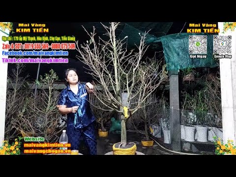 Phôi Mai Thủ Đức Giá Rẻ Bao Ship Bao Sống Toàn Quốc - Mai Vàng Kim Tiền Chợ Gạo