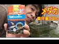 メダカ!留守番ごはん!5日間餌をあげなくても大丈夫なのだ!そう獰猛にね!