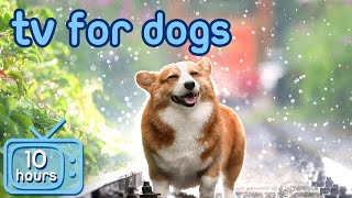 Virtual Dog TV: Exciting Adventure TV to Keep Your Dog Entertained!