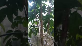 #longkonglansones #youtubeshorts #videoshorts #nature