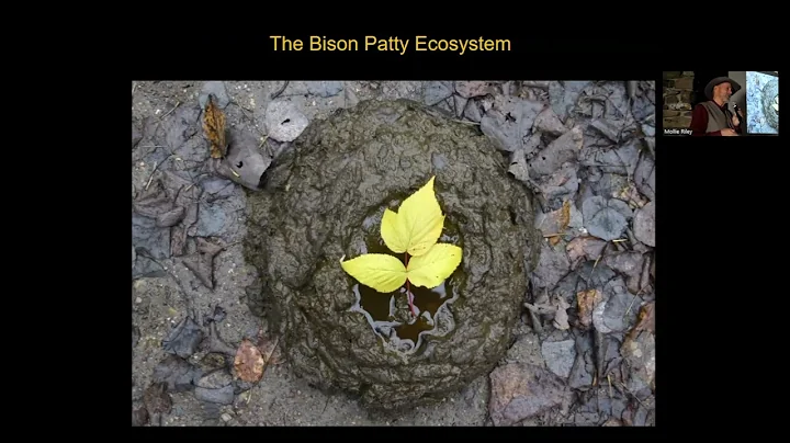 The Ecological Buffalo- book talk excerpt by Wes Olson