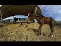 360 Video: New Foals at the UC Davis Horse Barn