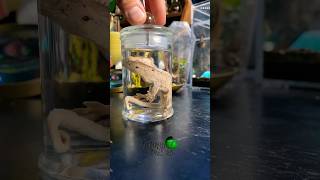 Refreshing a wet specimen! #molinarosnakelab #wetspecimen #oddity #reptile #taxidermy #oddities #diy
