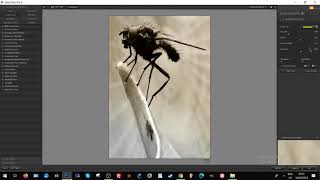 How to add macro photography backgrounds in photoshop to POP the image
