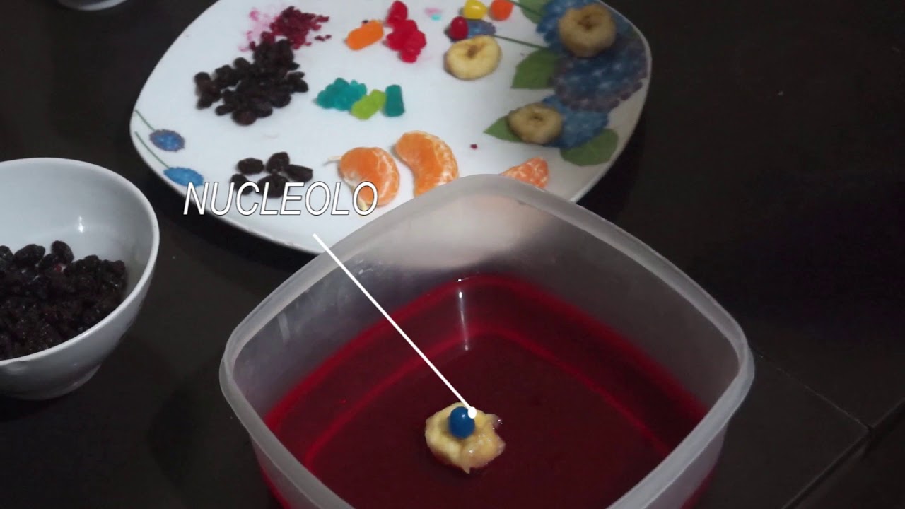 COMO HACER CÉLULA CON GELATINA ISABELA CONTRERAS - YouTube