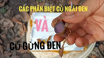 Cách phân biệt củ ngải đen, gừng đen, ngải vàng như thế nào?