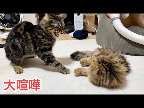 お互いのお尻が臭すぎて大喧嘩になってしまった先住猫と新入り子猫w