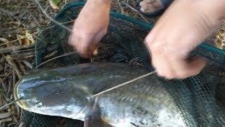 Рыбалка на сома. Как правильно посадить сома на кукан. CATFISHING.