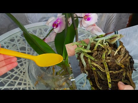 ВСЕГО 1 ложка СПАСЕТ орхидею от ГНИЛИ КОРНЕЙ/ Полная ЗАЧИСТКА и подготовка к посадке