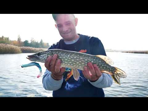 Jesienny spinning-OKOŃ i SZCZUPAK na gumę | Wędkarstwo