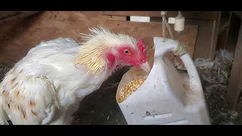 Me nyuam qaib WD 5 1/2 months