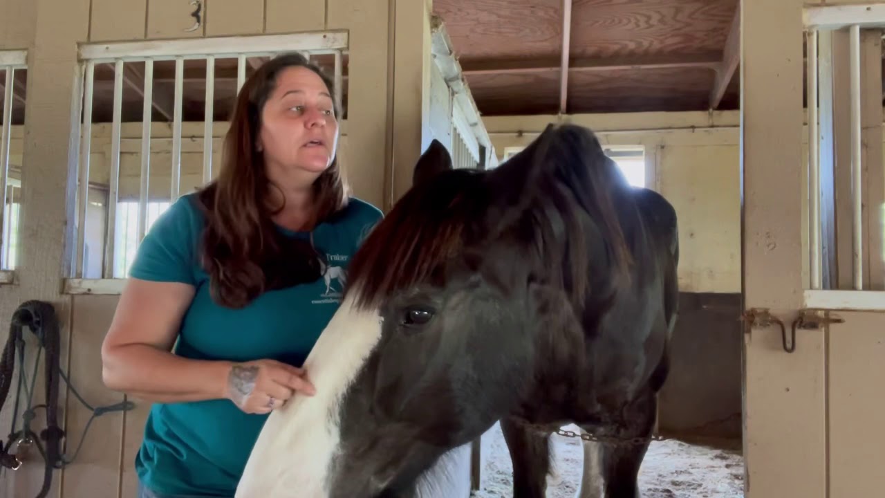 Stop Your Horse From Biting YouTube