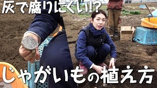 #003 家庭菜園でも使える「じゃがいも」の植え方～切り口に灰を付けると腐らない～