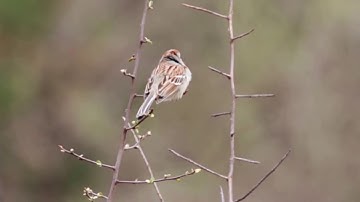 Field Sparrow Singing