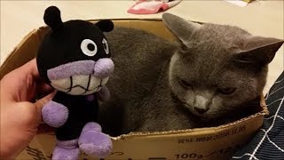 バイキンマン　VS　灰色猫