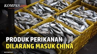 Klarifikasi KKP soal Produk Perikanan RI yang Dilarang Masuk ke China