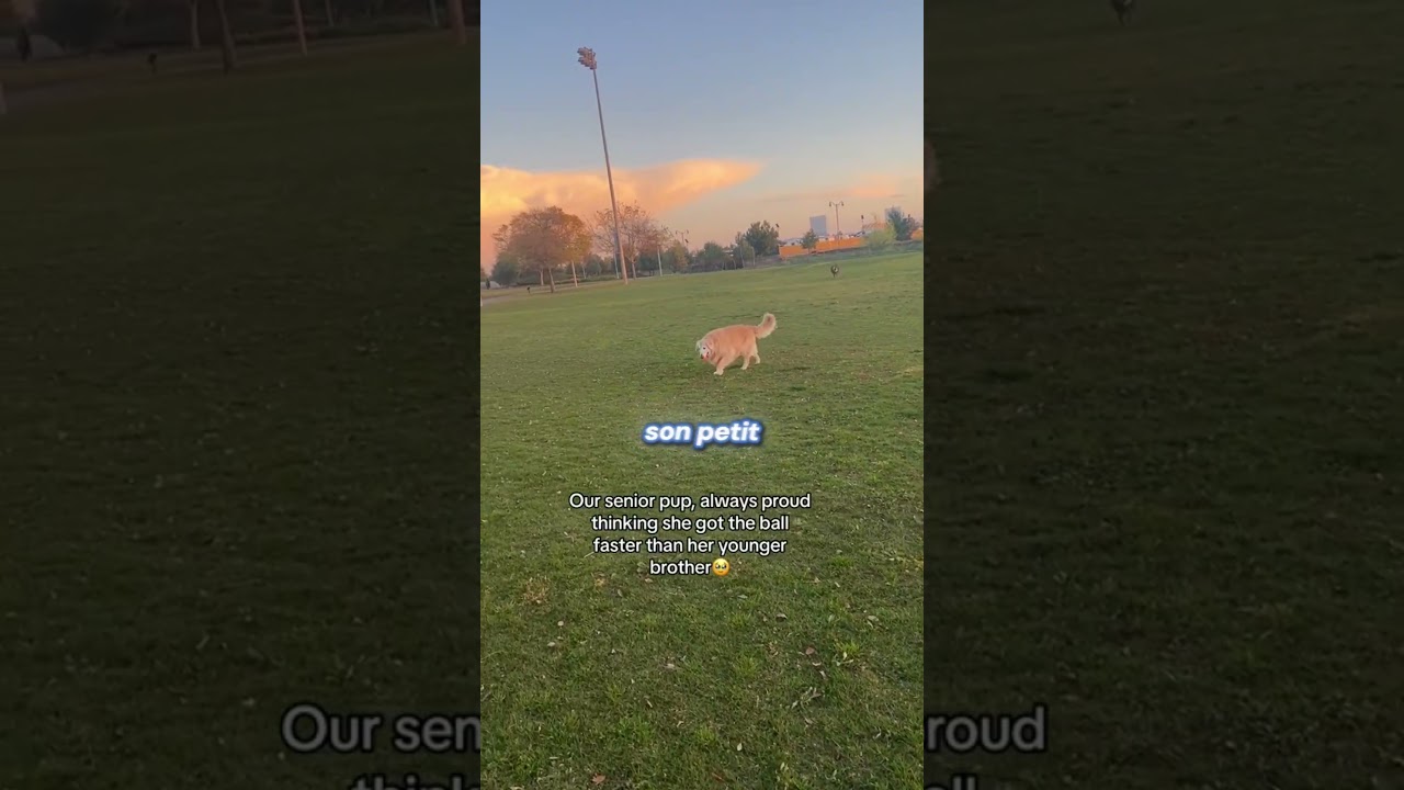 La gentillesse de ce chien