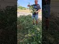 Trimmed Aspens into Mulch! #youtubeshorts #gardens #mulch