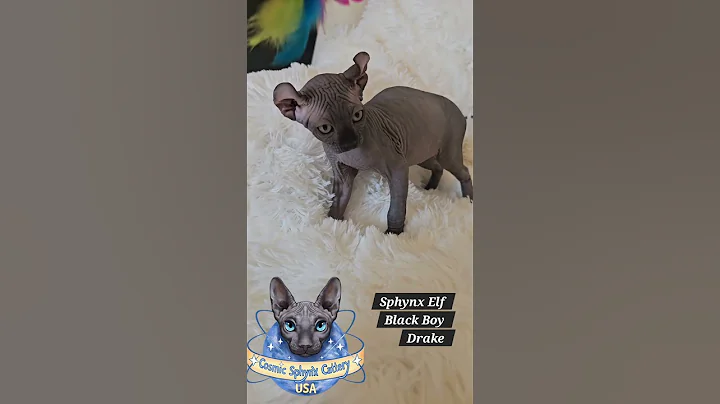 Video 11275001: sphynxkitten kitten, sphynx cattery