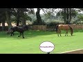 Turning a lawn into a paddock. The first time horses go in their new paddock