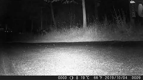 Bears Aug 2021