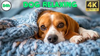 DOG TV: Best Video Entertainment for Anxious Dogs When Home Alone | Music to Keep Your Dogs Happy