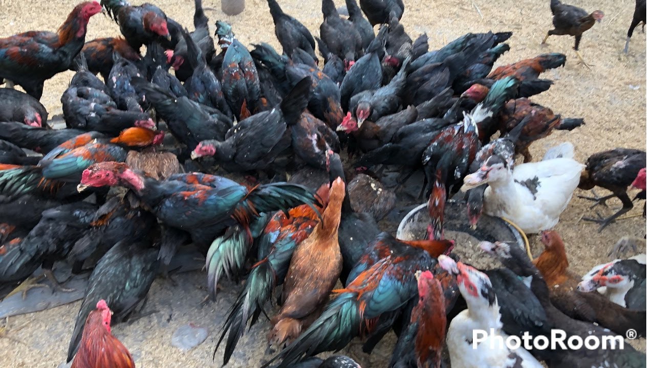 Cara Merawat  400 Ekor ayam kampung sendiri tanpa perlu karyawan hasil kan duit jutaan