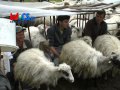 Rascucaitul oilor de Sf Gheorghe la Goruia 22 apr
