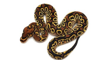 Lucky Clutch #13! Super OD Hurricane Goodness!