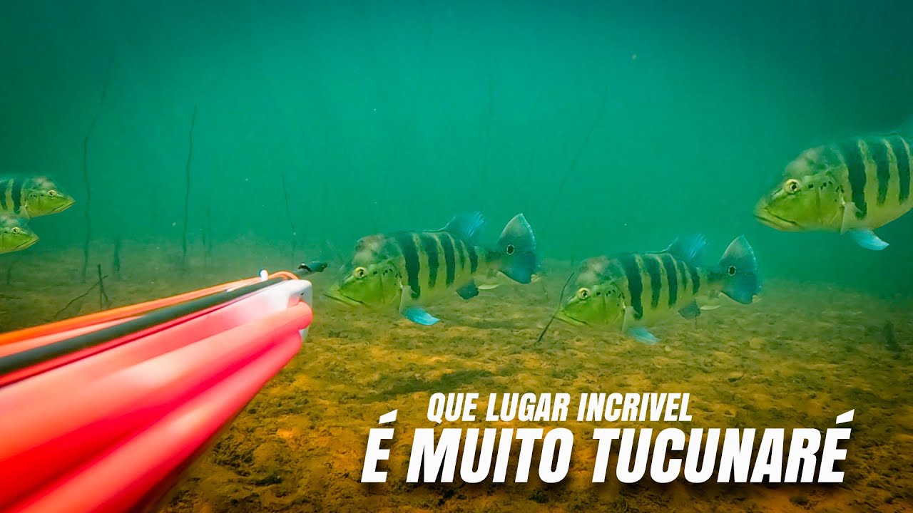 Tinha Muito Azulão esse dia - Pesca Sub Atasub