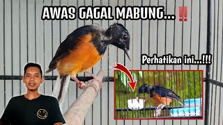 TRIK JITU ANTI GAGAL MABUNG‼️STOP Cara Klasik Merawat Murai Mabung