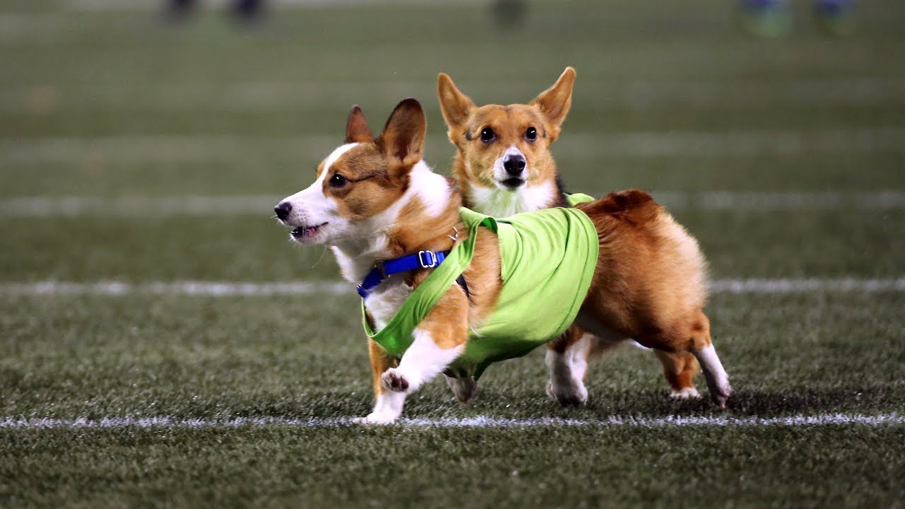 Seahawks Host Races During MNF Halftime YouTube