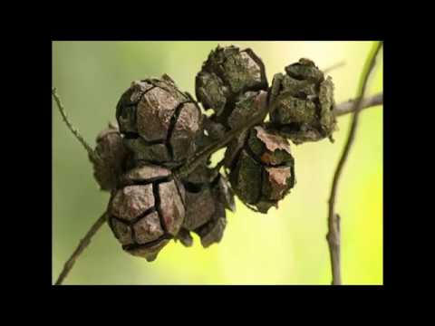 Growing Cypress from seed - Cupressus Macrocarpa, Lusitanica etc